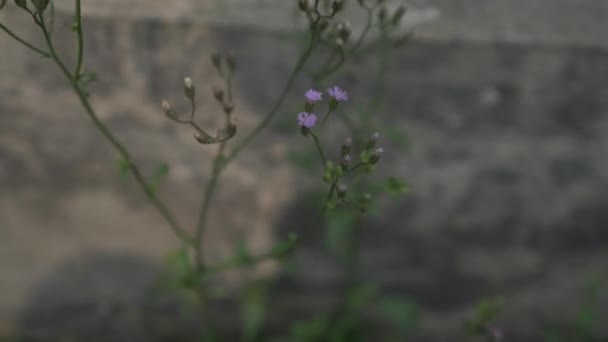 Planta Babandotan Tiene Flores Púrpuras Creciendo Alrededor Las Malas Hierbas — Vídeos de Stock