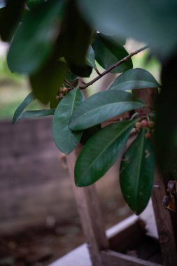 Yeşil yaprakların yakın görüntüsü. Yanları bulanık. 