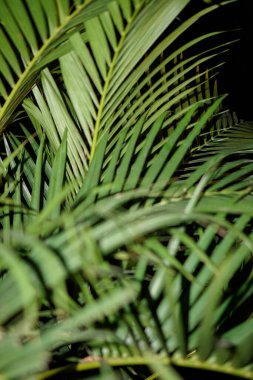 Genç hindistan cevizi ağacı yaprakları, geceleri yakından görülür..