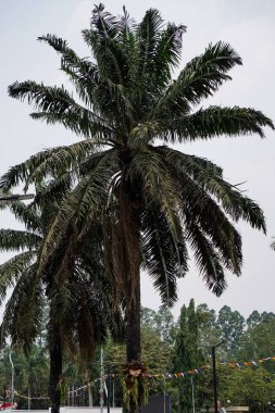 Yapraklarla dolu palmiye ağaçları gökyüzüne yakın bir perspektiften görülebiliyor.