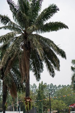 Yapraklarla dolu palmiye ağaçları gökyüzüne yakın bir perspektiften görülebiliyor.