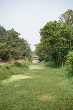 Nehir su bitkileriyle doludur, bu yüzden nehirdeki su görülemez. 