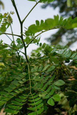 Trembesi ağacı yaprakları, gökyüzünü gösteren bir bakış açısıyla yakından görülüyor.. 