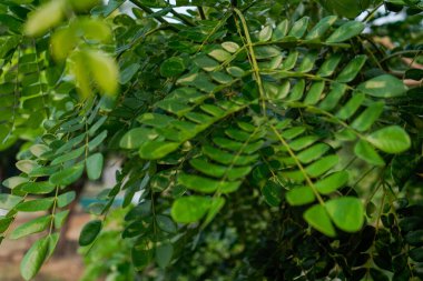 Trembesi ağacı yaprakları, gökyüzünü gösteren bir bakış açısıyla yakından görülüyor.. 