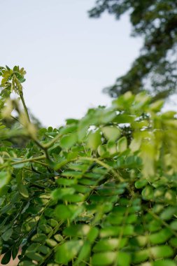 Trembesi ağacı yaprakları, gökyüzünü gösteren bir bakış açısıyla yakından görülüyor.. 
