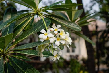 Beyaz frangipani çiçekleri, bulanık bir arka planda yakından görülür.. 