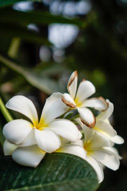 Beyaz frangipani çiçekleri, bulanık bir arka planda yakından görülür.. 
