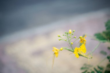 Sarı tavus kuşu çiçeği, makro bir perspektiften yakından görülüyor.. 