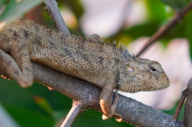 Su elması ağacının dalına konmuş küçük bir bukalemunun yakın plan görüntüsü.. 