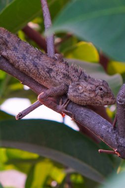 Su elması ağacının dalına konmuş küçük bir bukalemunun yakın plan görüntüsü.. 