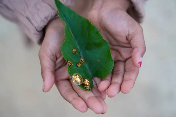 Beautiful Golden Ladybird Leaf Hand — Stock Photo, Image