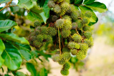 Ağaçta asılı duran olgunlaşmamış rambutan meyvesinin yakından görüntüsü.. 