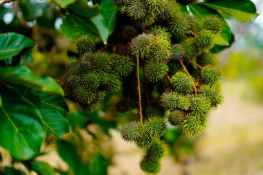 Ağaçta asılı duran olgunlaşmamış rambutan meyvesinin yakından görüntüsü.. 