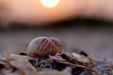 Kumsaldaki salyangoz kabuklarının yakın görüntüsü. 