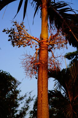 Yakın bir perspektiften bir palmiye ağacının alttaki görüntüsü gökyüzüne bakıyor. 