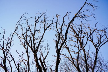 Gökyüzüne bakan kuru bir ağaç dalının alttaki görüntüsü. 