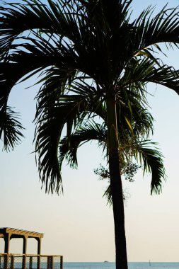 Yakın bir perspektiften bir palmiye ağacının alttaki görüntüsü gökyüzüne bakıyor. 