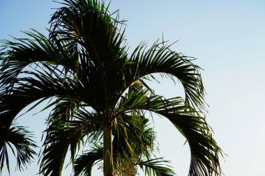 Yakın bir perspektiften bir palmiye ağacının alttaki görüntüsü gökyüzüne bakıyor. 