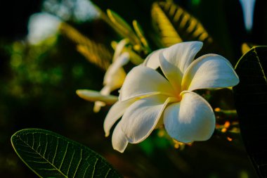 Güzel beyaz Frangipani çiçeklerinin yakın plan görüntüsü. 