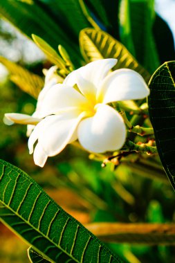 Güzel beyaz Frangipani çiçeklerinin yakın plan görüntüsü. 