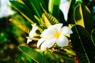 Güzel beyaz Frangipani çiçeklerinin yakın plan görüntüsü. 