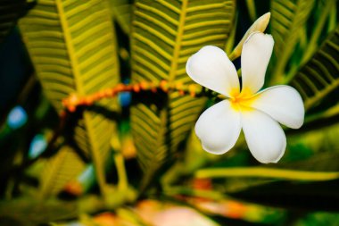 Güzel beyaz Frangipani çiçeklerinin yakın plan görüntüsü. 