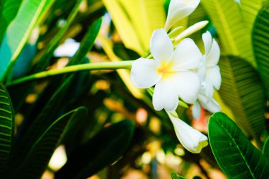 Güzel beyaz Frangipani çiçeklerinin yakın plan görüntüsü. 