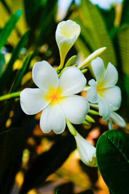 Güzel beyaz Frangipani çiçeklerinin yakın plan görüntüsü. 