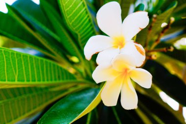Güzel beyaz Frangipani çiçeklerinin yakın plan görüntüsü. 