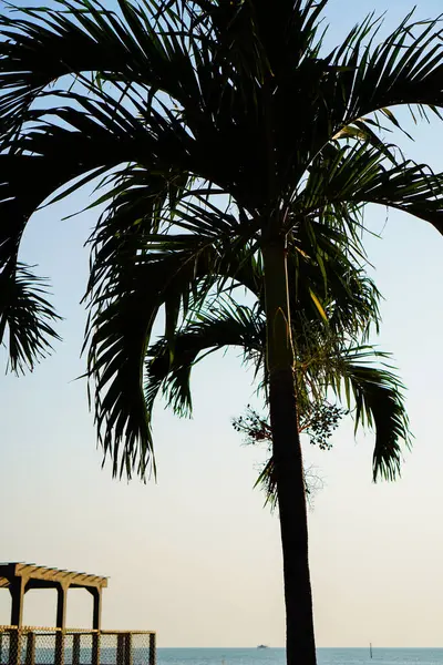 Yakın bir perspektiften bir palmiye ağacının alttaki görüntüsü gökyüzüne bakıyor. 