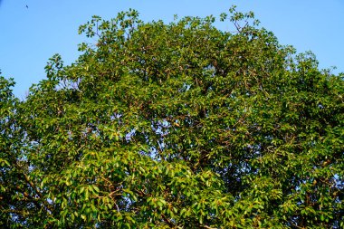 Yoğun yapraklı büyük bir ağacın alt görünümü. 