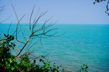 Sahil uçurumundaki ağaçlardan gökyüzüne bakan bir bakış açısıyla yakından görülüyor.. 