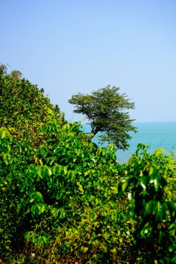 Sahil uçurumundaki ağaçlardan gökyüzüne bakan bir bakış açısıyla yakından görülüyor.. 
