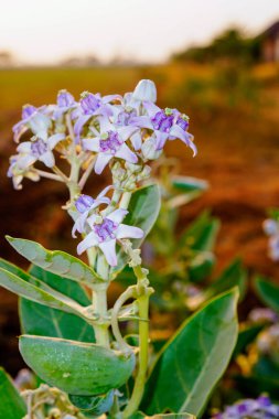 Devedikeni sabah güneş ışığıyla yakın plan görüntüsü.. 