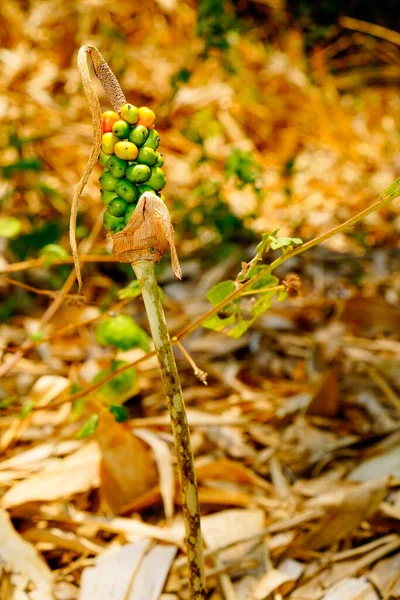 stock image A close-up of the rare Italian arum or Italian lord-and-lady berry, living among the bushes. 