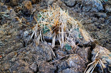 Çatlak zemindeki kuru pirinç pipetinin yakın plan görüntüsü. 