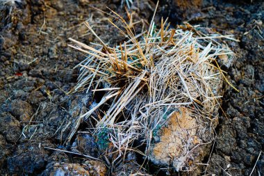 Çatlak zemindeki kuru pirinç pipetinin yakın plan görüntüsü. 