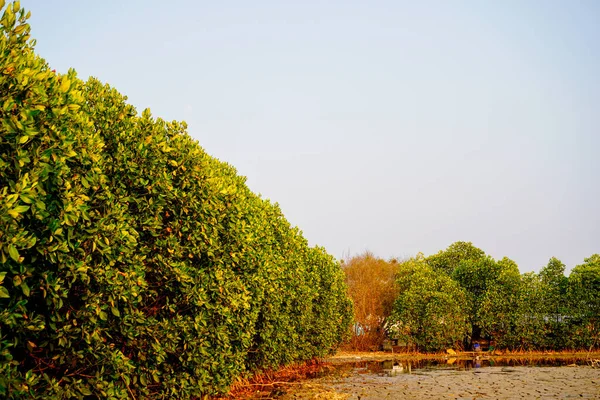 Toprak, çatlamış zemin etrafındaki mangrov ağaçlarıyla gerilmiş gibi görünüyor.. 