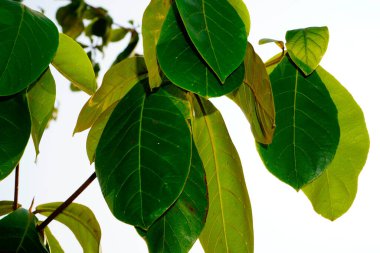 Gökyüzü arkaplanına karşı yeşil yaprakların yakın görüntüsü 