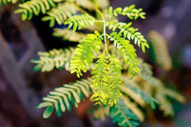 Çin Pete 'in yakın çekim görüntüsü sabah güneş ışığıyla birlikte ayrılıyor.. 