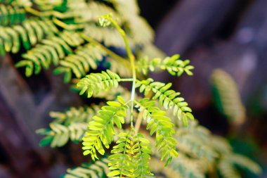 Çin Pete 'in yakın çekim görüntüsü sabah güneş ışığıyla birlikte ayrılıyor.. 