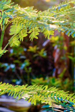 Çin Pete 'in yakın çekim görüntüsü sabah güneş ışığıyla birlikte ayrılıyor.. 