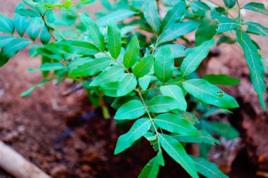 Küçük bir Longan meyve ağacının tepesinden görüldü.. 