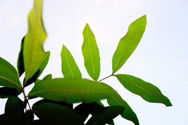 Longan meyve yaprakları sabah gökyüzüne doğru yeşildir.. 