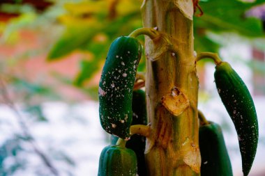 Ağaçtaki olgunlaşmamış papaya meyvesinin yakın plan görüntüsü 