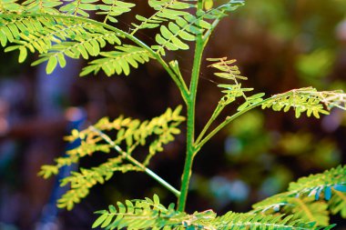 Çin Pete 'in yakın çekim görüntüsü sabah güneş ışığıyla birlikte ayrılıyor.. 