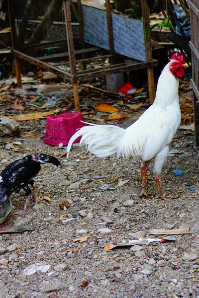 Uzaktan bakıldığında, tavuklar köylünün evinin yanındaki bahçede yemek yiyorlar. 