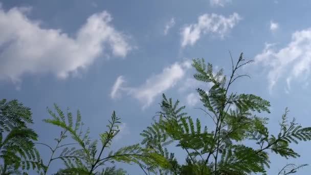 Egy Kínai Pete Levél Alól Nézve Felé Tekintve Fehér Felhők — Stock videók