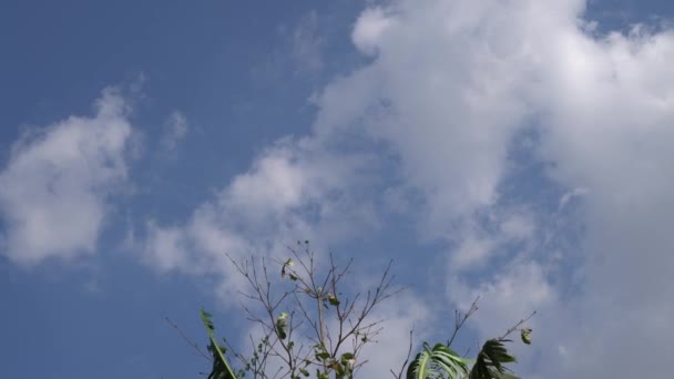 从一片中国的花瓣叶下看到天空 天空中有白云的背景 — 图库视频影像
