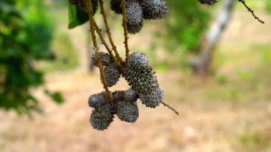 Ağaçta asılı duran olgunlaşmamış rambutan meyvesinin yakından görüntüsü.. 